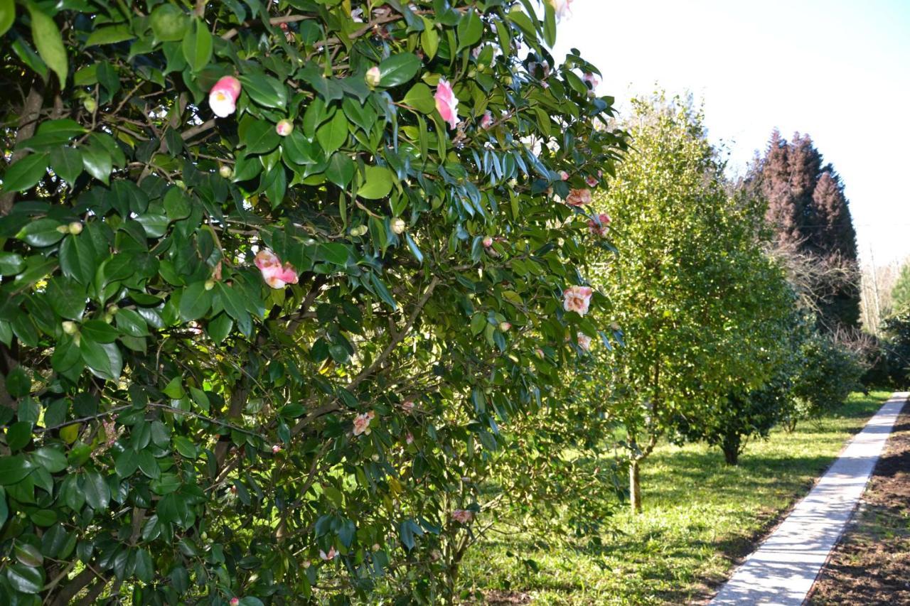 Quinta D'Avo Amelia Bed & Breakfast Alquerubim Екстериор снимка