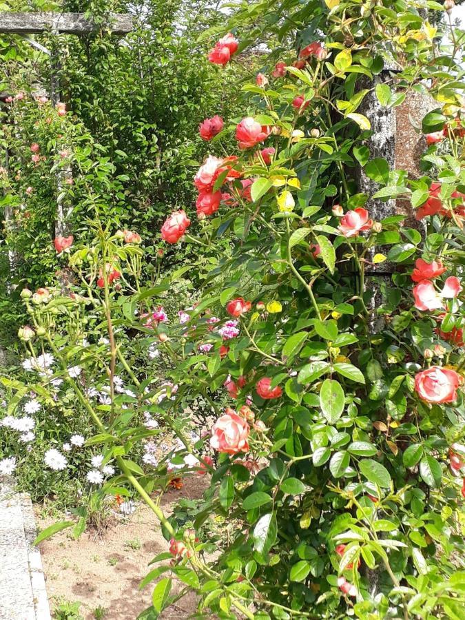 Quinta D'Avo Amelia Bed & Breakfast Alquerubim Екстериор снимка